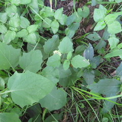 Physalis cinerascens