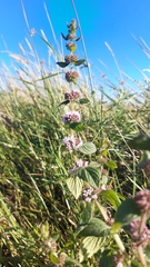 Mentha arvensis