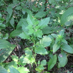 Physalis cinerascens