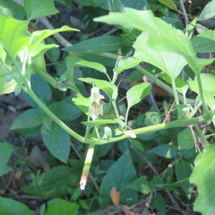 Physalis cinerascens