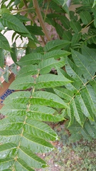 Ailanthus altissima