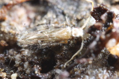 Hydroptilidae