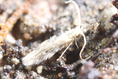 Hydroptilidae