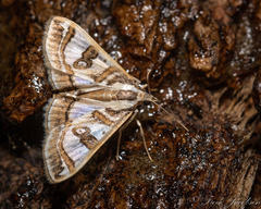 Glyphodes pyloalis