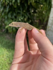 Anolis distichus