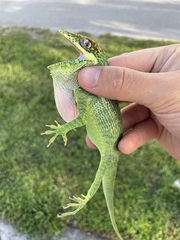 Anolis equestris