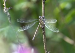 Lestes rectangularis