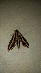 Eumorpha fasciatus