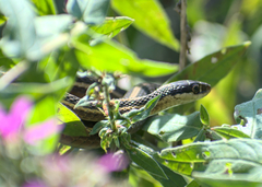 Thamnophis saurita saurita