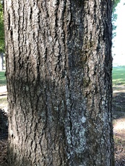 Quercus phellos
