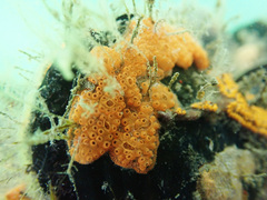 Botrylloides diegensis