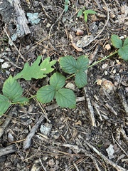 Rubus enslenii