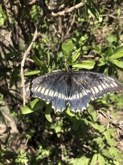 Battus polydamas psittacus
