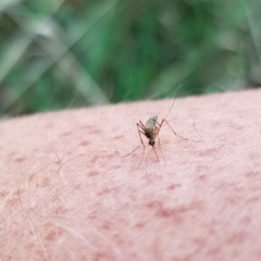 Coquillettidia perturbans