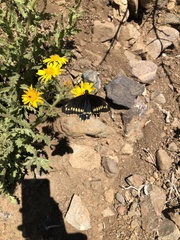 Battus polydamas psittacus