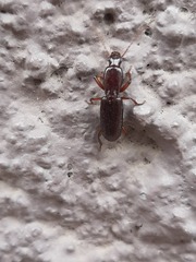 Stenomorphus californicus