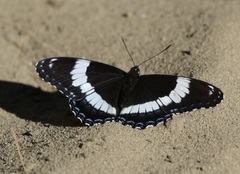 Limenitis arthemis arthemis