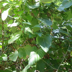 Aristolochia tomentosa