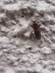 Stenomorphus californicus