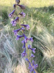 Delphinium
