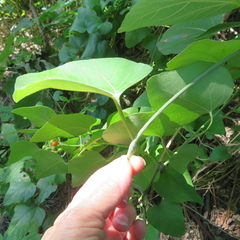 Aristolochia tomentosa