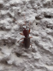 Stenomorphus californicus