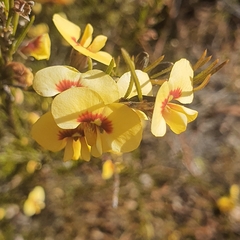 Dillwynia floribunda