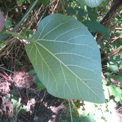 Aristolochia tomentosa