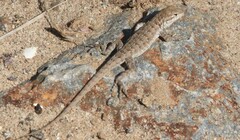 Uta stansburiana elegans