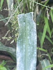 Coleataenia rigidula