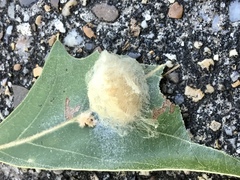 Callirhytis infuscata