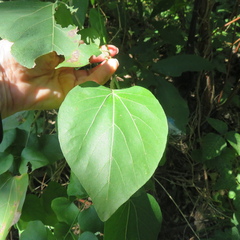 Aristolochia tomentosa