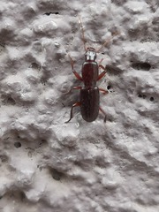 Stenomorphus californicus
