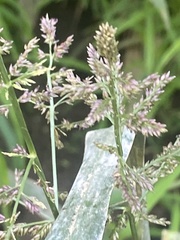 Coleataenia rigidula