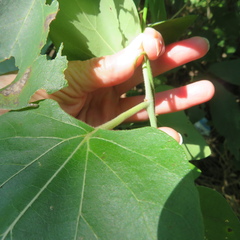 Aristolochia tomentosa