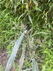 Coleataenia rigidula