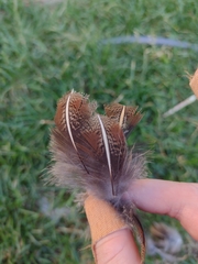 Perdix perdix