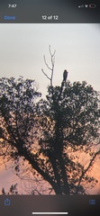 Buteo jamaicensis