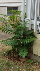 Ailanthus altissima