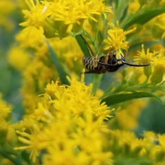 Dolichovespula arctica