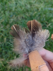 Perdix perdix