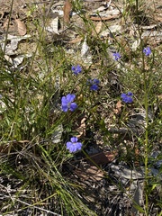 Dampiera stricta