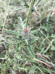 Cirsium decussatum