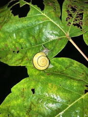 Cepaea nemoralis