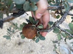 Andricus quercuscalifornicus