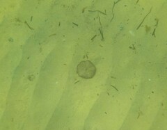 Echinarachnius parma