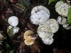 Suillus placidus