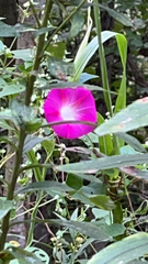 Ipomoea orizabensis