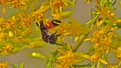 Sphecodes heraclei ignitus