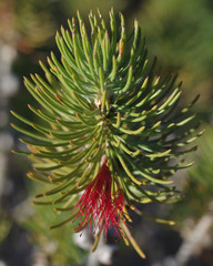 Melaleuca hawkeswoodii